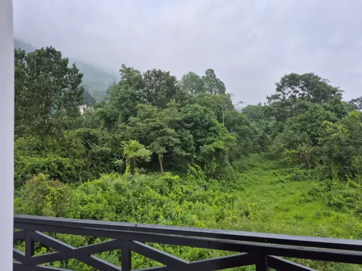 Green forest view from a balcony